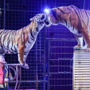 Цирковое шоу «Цирк Vivat. Бенгальские тигры» 2023 фотографии