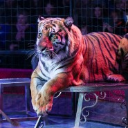 Цирковое шоу «Цирк Vivat. Бенгальские тигры» 2023 фотографии