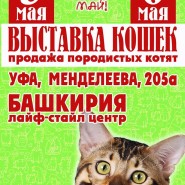 Международноя выставка кошек «МИР! МЯУ! МАЙ!» фотографии