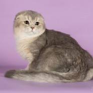 Международная выставка кошек «ОСЕННЕЕ ШОУ-2016» фотографии