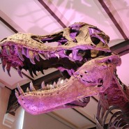 Программа «Время гигантов: когда динозавры правили Землей» в Планетарии фотографии