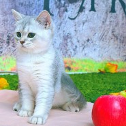 Международная Выставка Кошек «Юбилейное Мяу» фотографии