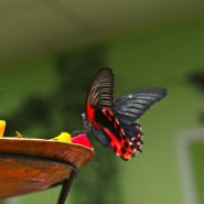 Выставка экзотических животных и тропических бабочек фотографии