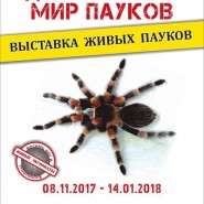 Выставка живых пауков фотографии