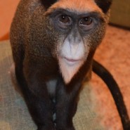 Выставка обезьян фотографии
