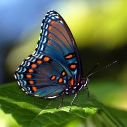  Выставка экзотических животных и тропических бабочек