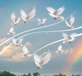 Спектакль «Любовь и голуби»