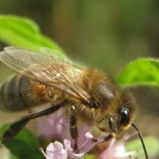 Экспозиция, посвященная бурзянской пчеле